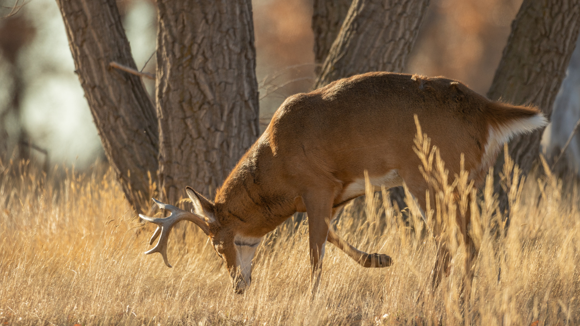 Whitetail Hormone Cycles