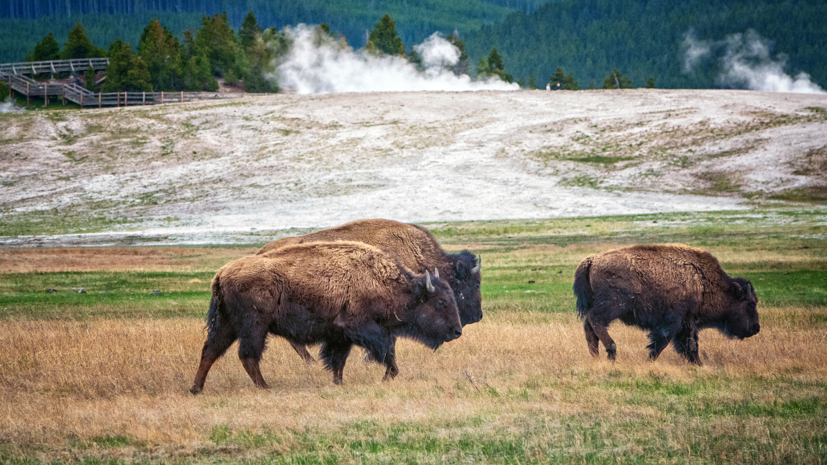 Bison Goring in Yellowstone: What Happened  & How to Stay Safe