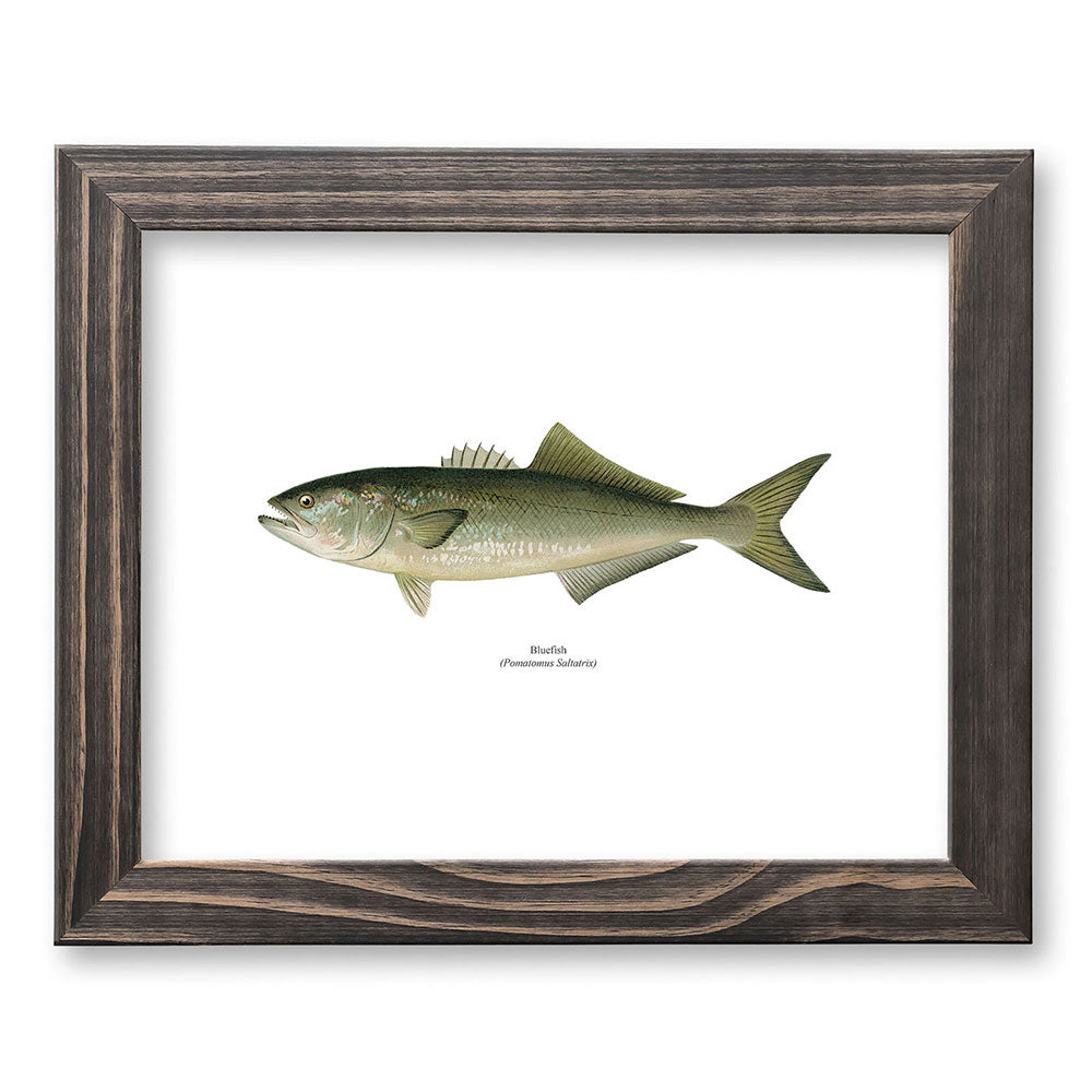 Bluefish Vintage Naturalist Print