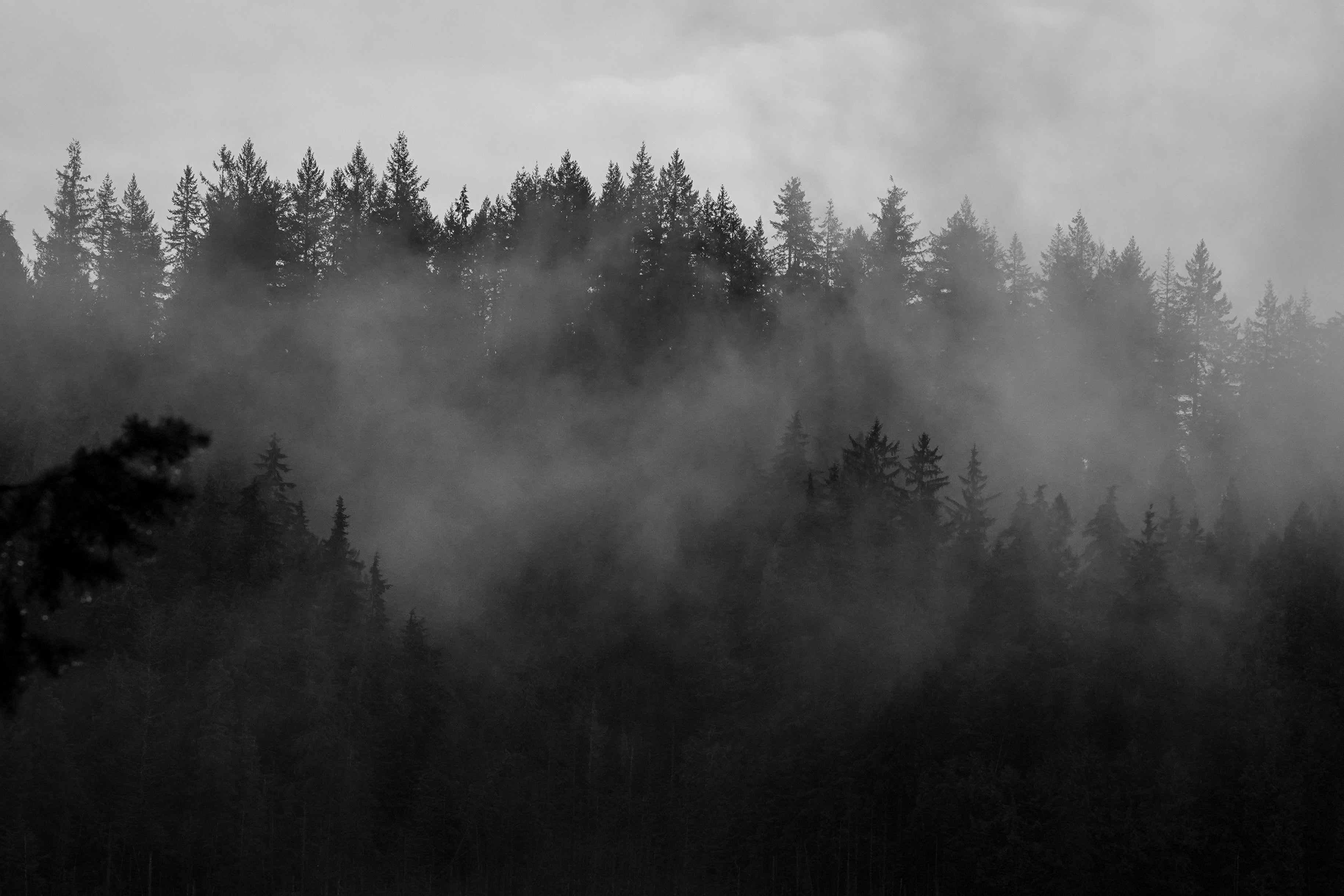 forest in fog
