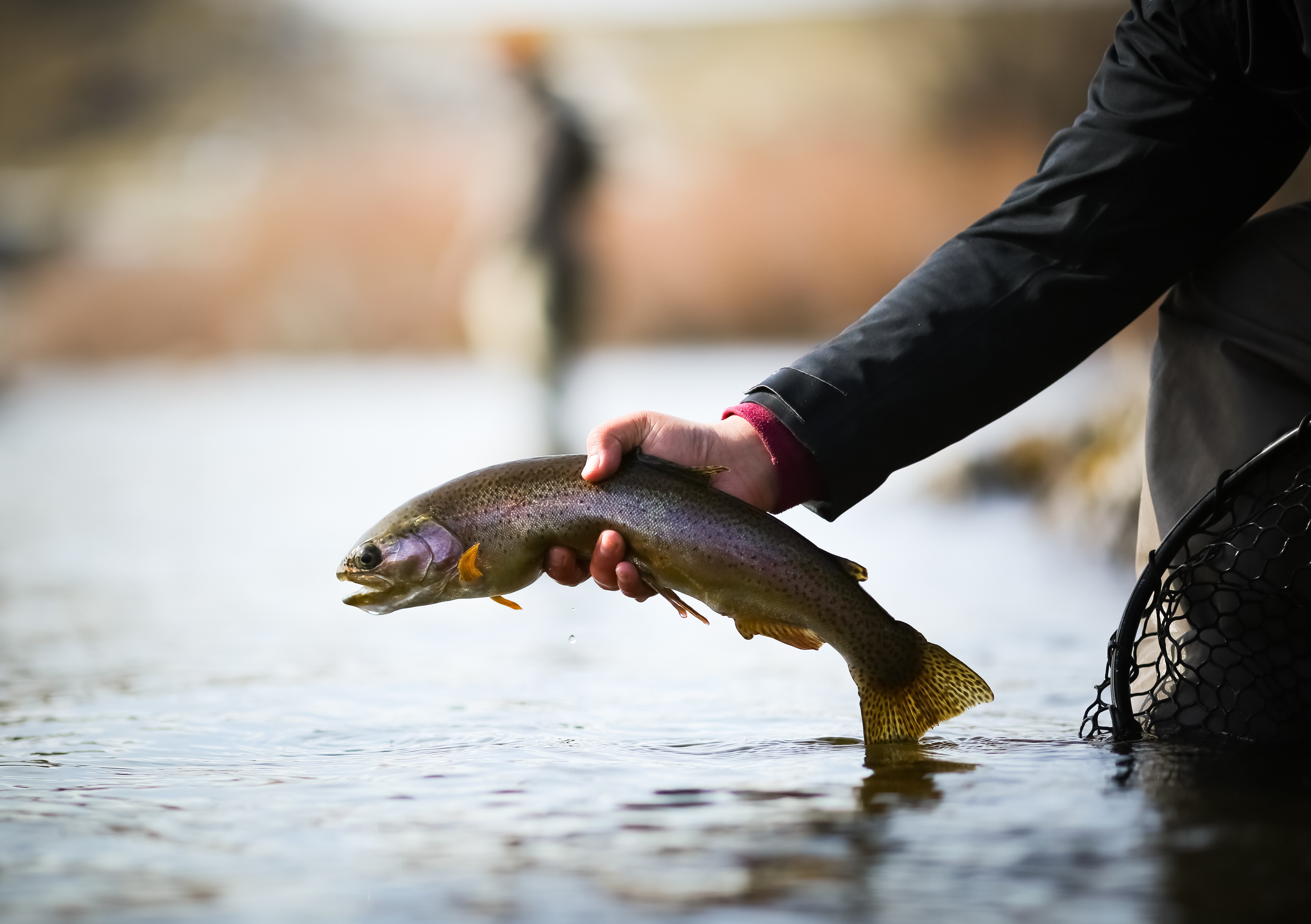fishing holding a trout with a landing net in the water