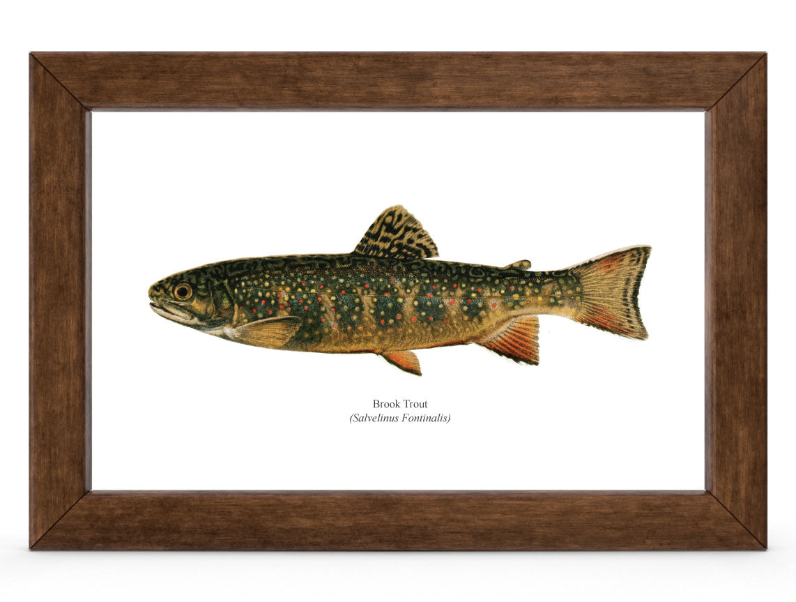 Brook Trout Vintage 1903 Naturalist Print