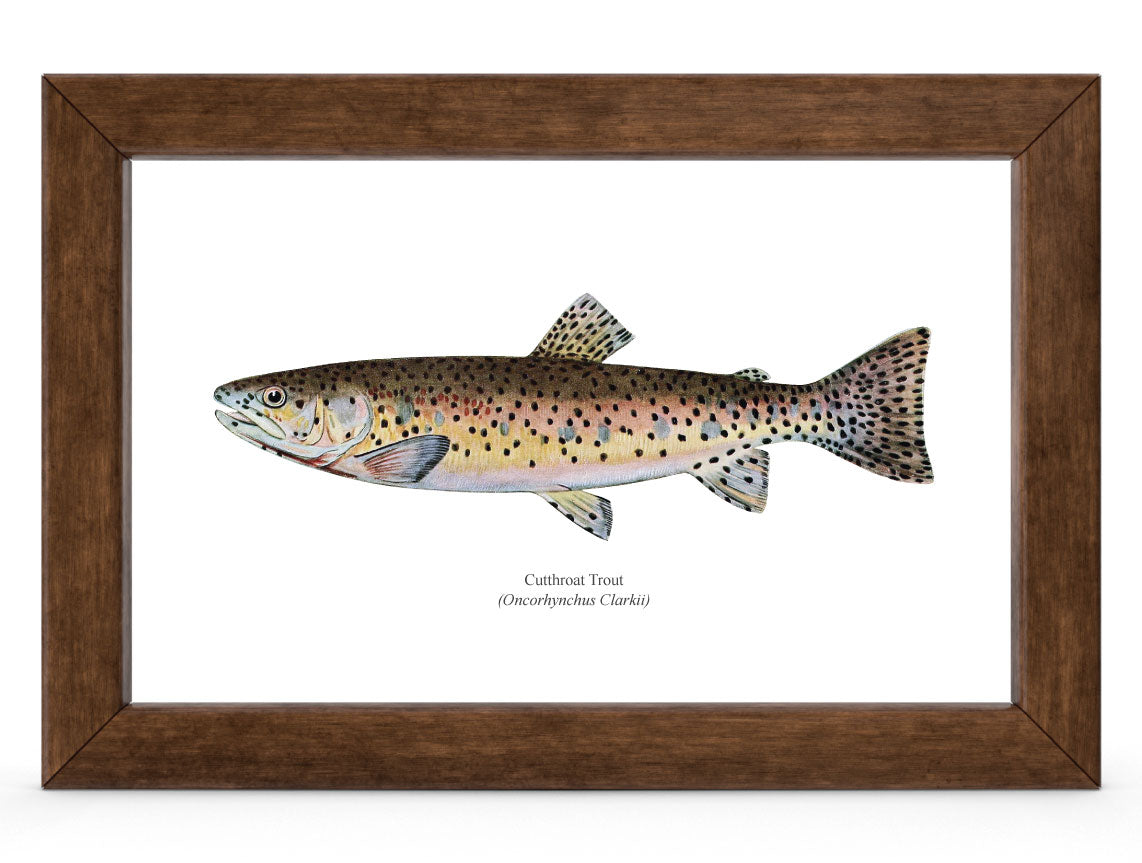 The Cutthroat Trout Vintage 1903 Naturalist Print