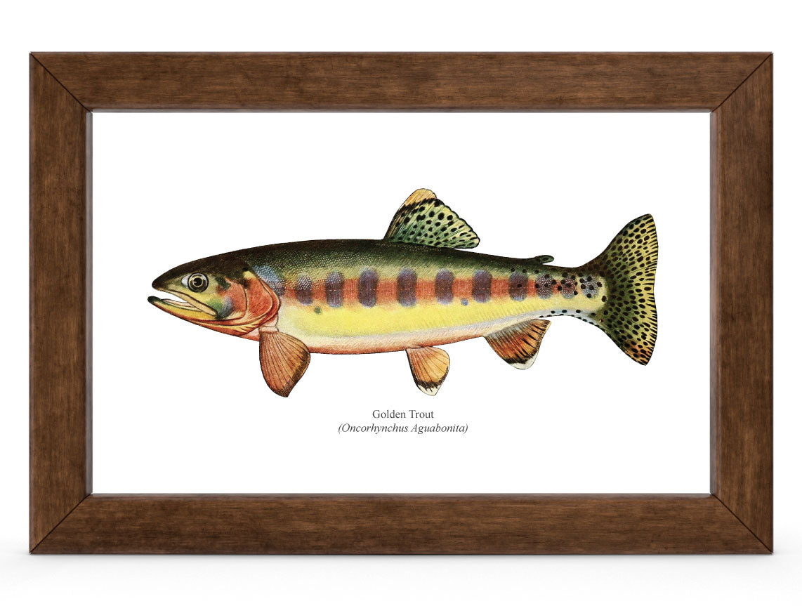 The Golden Trout Vintage 1903 Naturalist Print