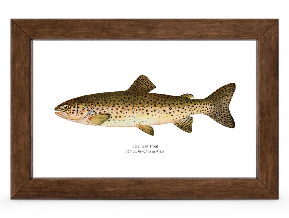 Steelhead Trout Vintage 1903 Naturalist Print