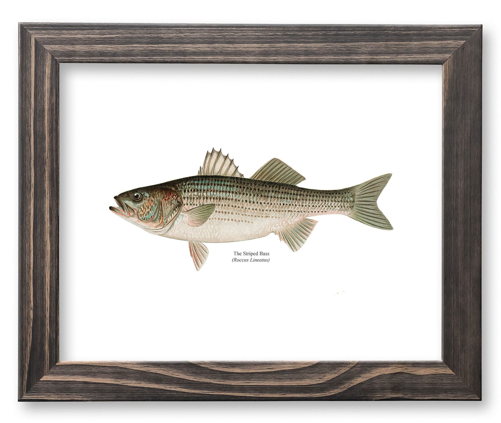 Striped Bass Vintage Naturalist Print