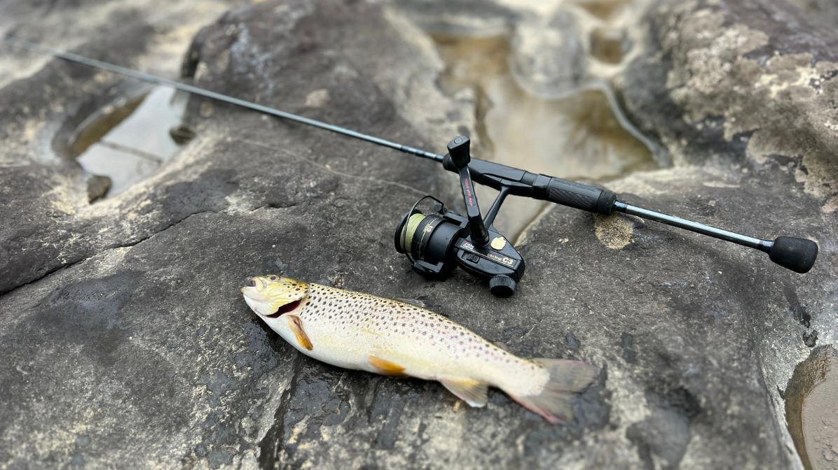 The Abu Garcia Cardinal C3 — A Classic That Still Turns Heads