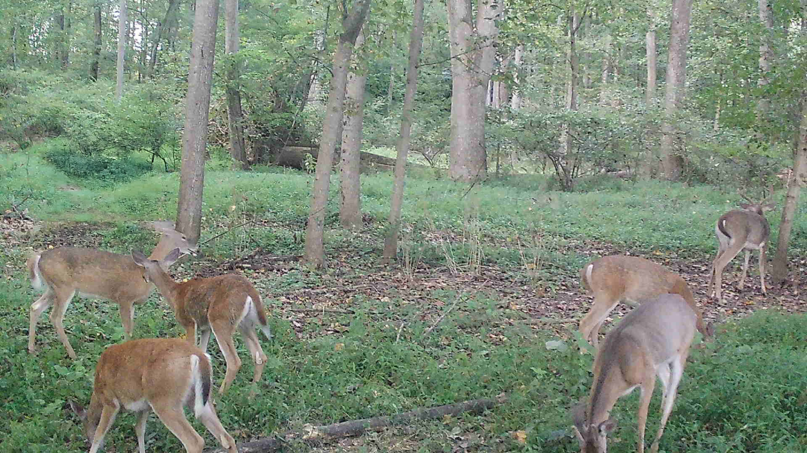 Hunting Wisdom and Lessons from the Woods: Go to Where the Deer Are