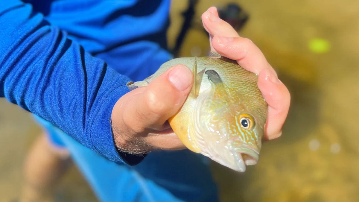 Fishing for panfish