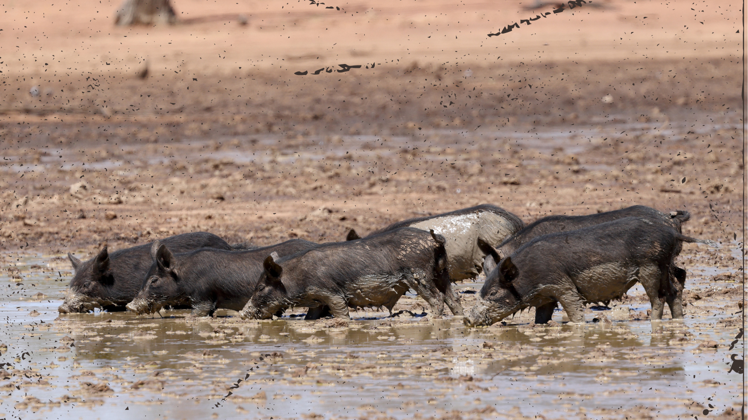 Wild pigs in Monterey County featured in Blue-Meat Boars poison exposure article