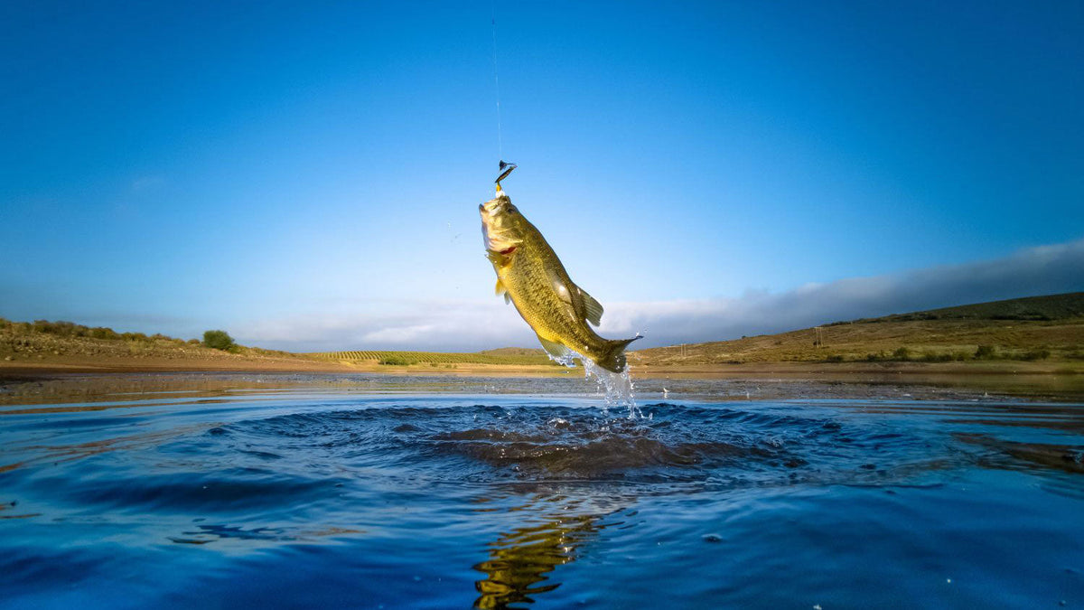 freshwater fishing bass out of water