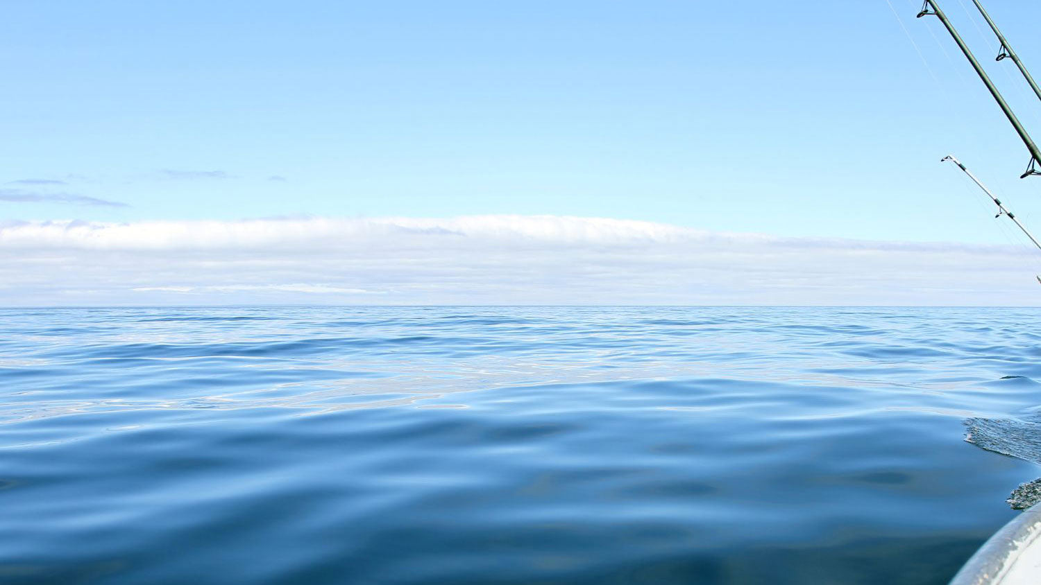 Saltwater Prints