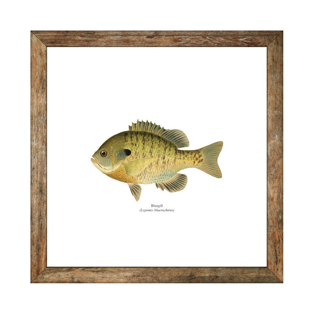 Bluegill Freshwater Fisherman Naturalist Print