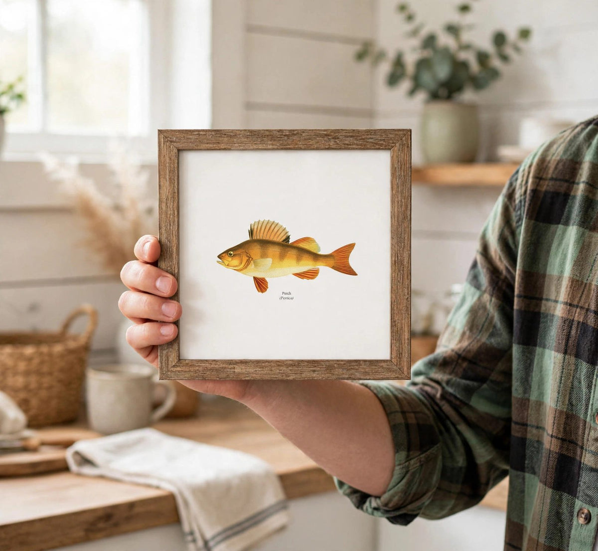 Yellow Perch Freshwater Fisherman Naturalist Print