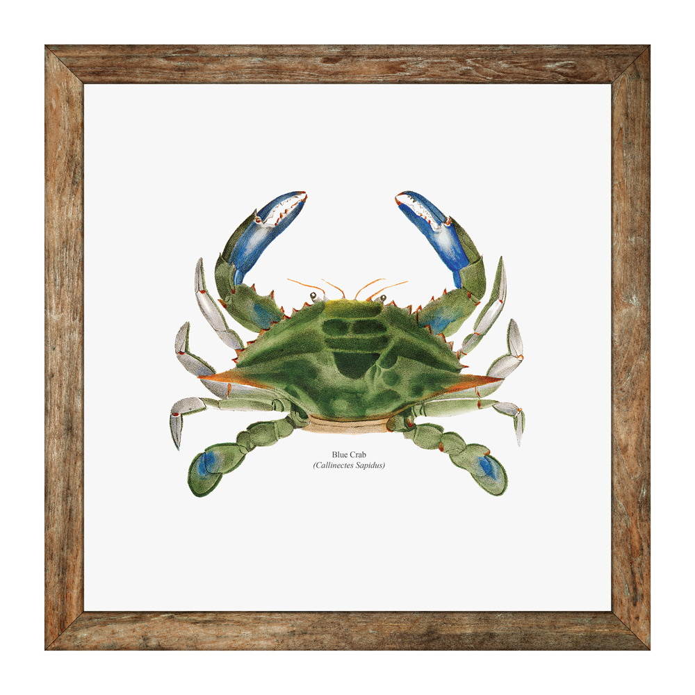 Blue Crab Vintage Naturalist Print