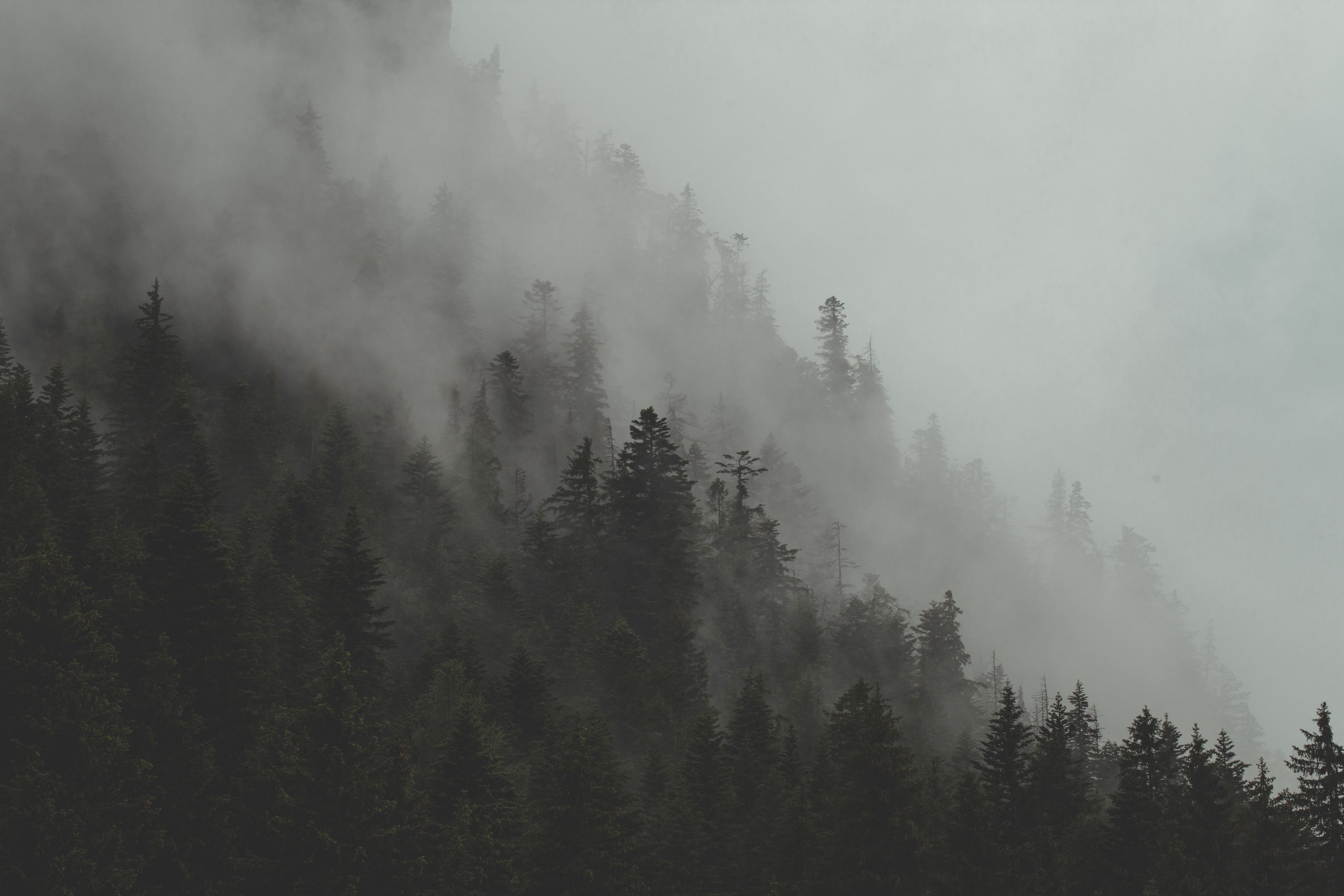 fog rolling through forest hillside