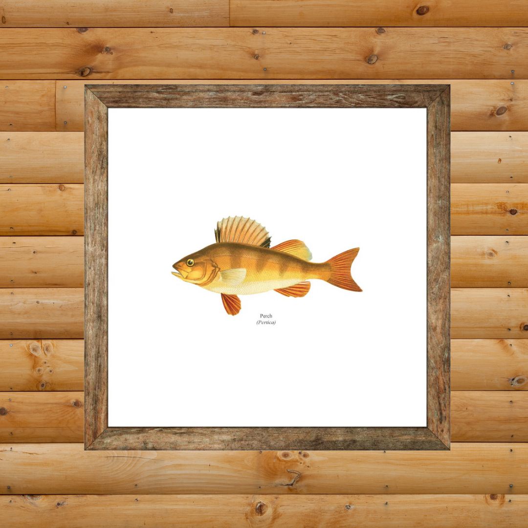 Yellow Perch Freshwater Fisherman Naturalist Print | JBicklesbee