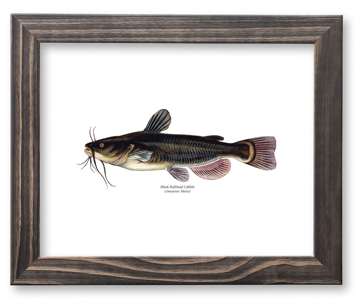 Catfish Vintage Naturalist Print