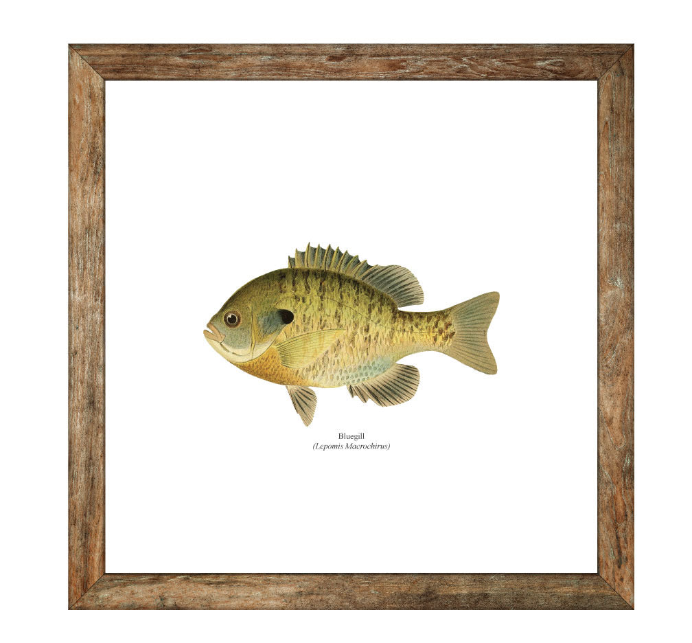 Bluegill Freshwater Fisherman Naturalist Print