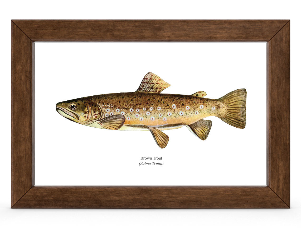 The Brown Trout Vintage 1903 Naturalist Print