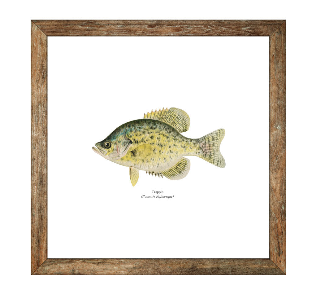 Crappie Freshwater Fisherman Naturalist Print