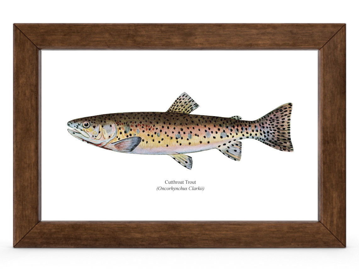 The Cutthroat Trout Vintage 1903 Naturalist Print