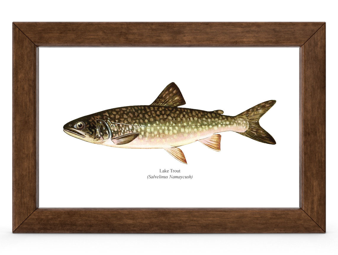 The Lake Trout Vintage 1903 Naturalist Print