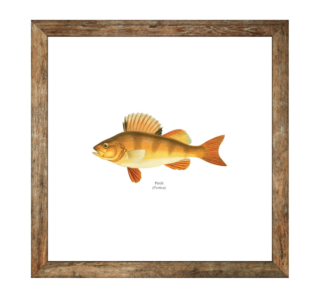 Yellow Perch Print