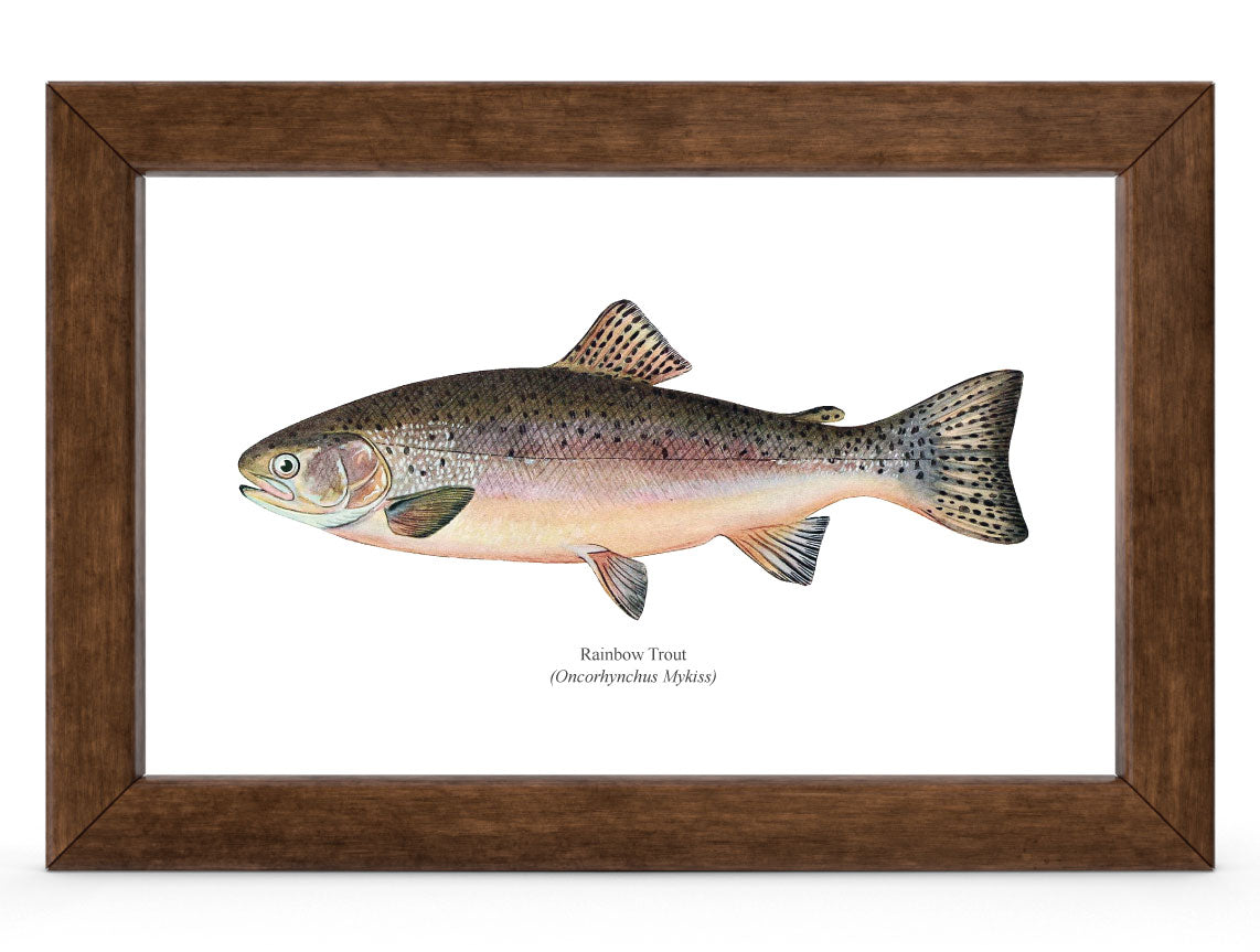 Rainbow Trout Vintage 1903 Naturalist Print