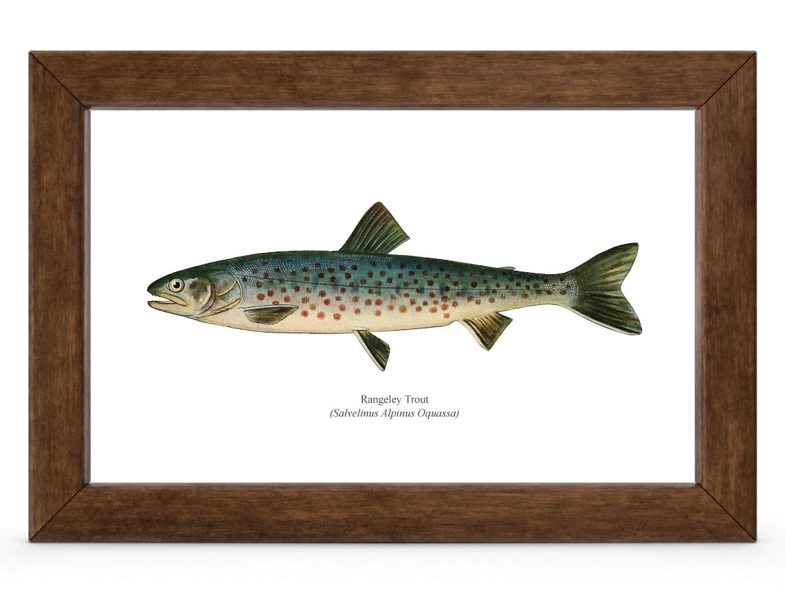 Rangeley Trout Vintage 1903 Naturalist Print