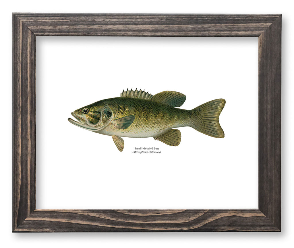 Smallmouth Bass Vintage Naturalist Print