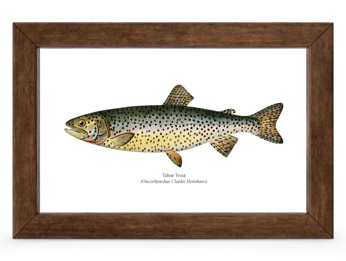 Tahoe Trout Vintage 1903 Naturalist Print